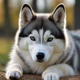 Syberian Husky