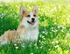 Corgi