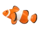 Clownfish