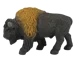 American Bison
