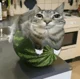 Watermelon Cat