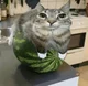 Melon cat