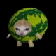 Little watermeloncat