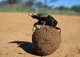 Escarabajo Pelotero 