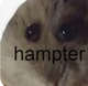 Hampter 