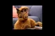 ALF