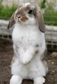 Holland Lop rabbit