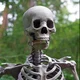 -Bob- Skeleton