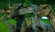 JurassicWorld-Raptor