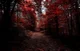 Enchanted Forest1