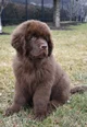 Newfoundland Puppy
