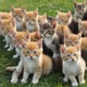 2492 Kittens