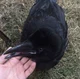 Injured Crow