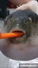 Pufferfish w carrot