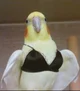 Lolly the b1tch bird