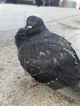 Kenny the pigeon 