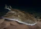 African Angel Shark