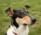 Smooth Collie