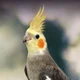 Cockatiel