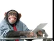 Monkey 2