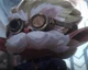 Heimerdinger