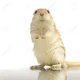 gerbil