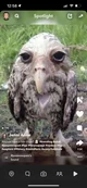 Anali