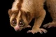 Slow Loris