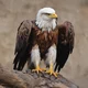 Eagle