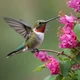 Hummingbird 