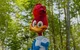 Woody woodpecker