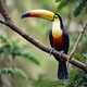Toucan
