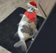 fish cat