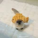 FISH KITTY LOVER