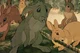watership down RPG