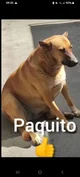 Paquito prime