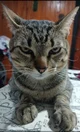 Prissy