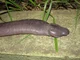 Atretochoana