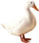 goose