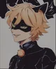 Chat noir 