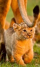 Lion cub