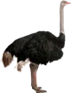 The Ostrich
