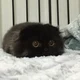 Kotik