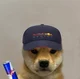 Dog verstappen 