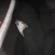 Brain_Walker