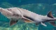 Sturgeon 