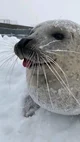 Sea doggo 