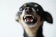 Pinscher raivoso