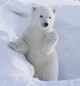 polar