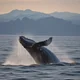 Whale